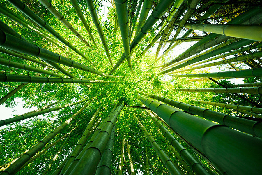 6 Key Benefits of Bamboo Products: Why Bamboo Is the Future of Sustainable Living